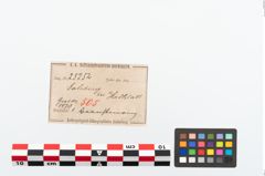 Etikett zu Bernsteinring (NHMW-PRAE-025252)
